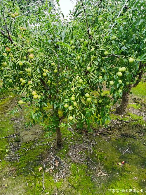 种植在我们国家也很常见.应该怎样种植冬枣树?