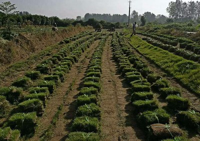 基地供应绿化苗木 马尼拉草坪 草皮种植基地 耐践踏图片_高清图_细节图