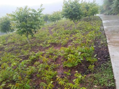 核桃苗图片_高清图_细节图-简阳市绿森苗木种植专业合作社