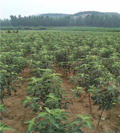 烟富3号苹果树苗种植技术 矮化烟富3号苹果树苗基