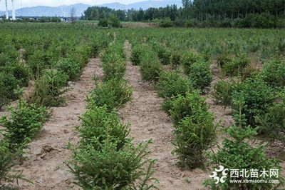 苗木种植误区,很多人都做过,一定要避免!